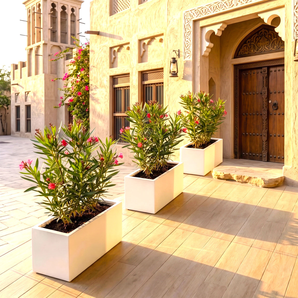 Nerium Oleander Pink Flowering Shrub in Modern Balcony Planter (70/30/30) – Heat-Proof, Year-Round Blooming Plant for UAE Balconies & Villas