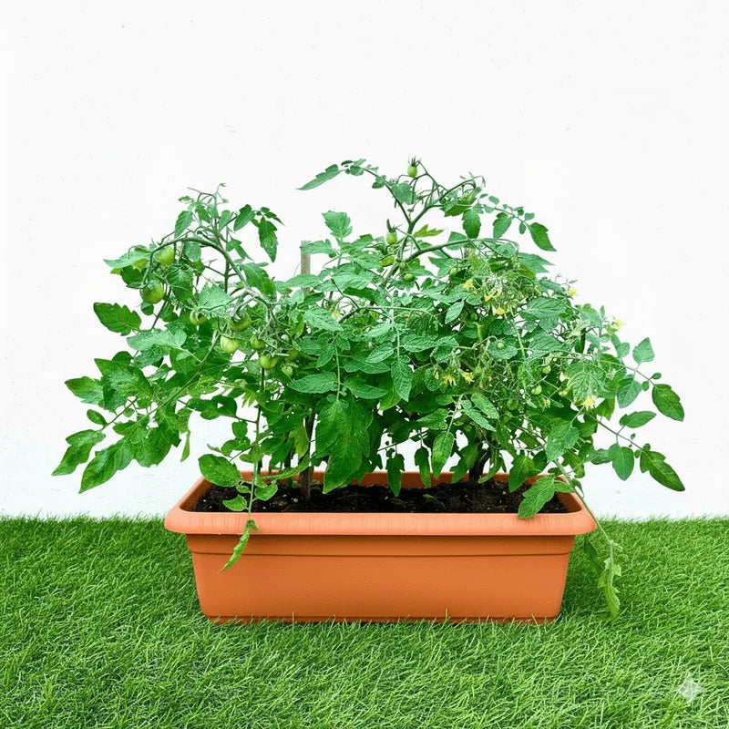 Cherry Tomato Grow Box for Balconies & Patios – Ready-to-Grow Vegetable Planter Kit (10L / 15L) | UAE