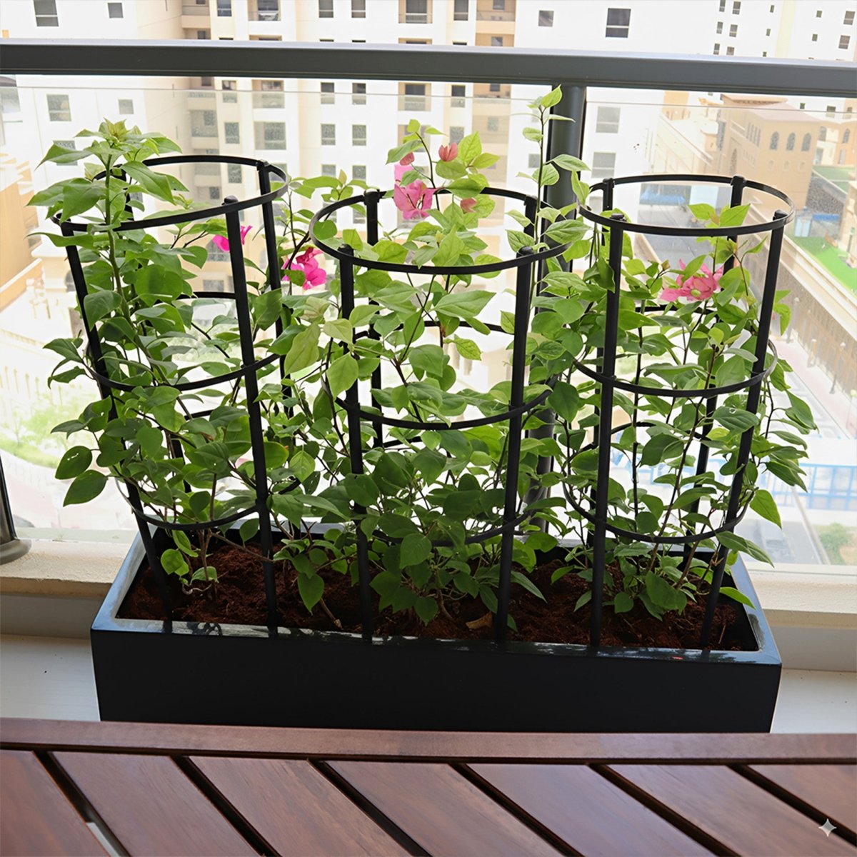 3 Bougainvillea Spectabilis 80 - 100cm in Grp Planter (100 - 30 - 30cm) - Greensouq -