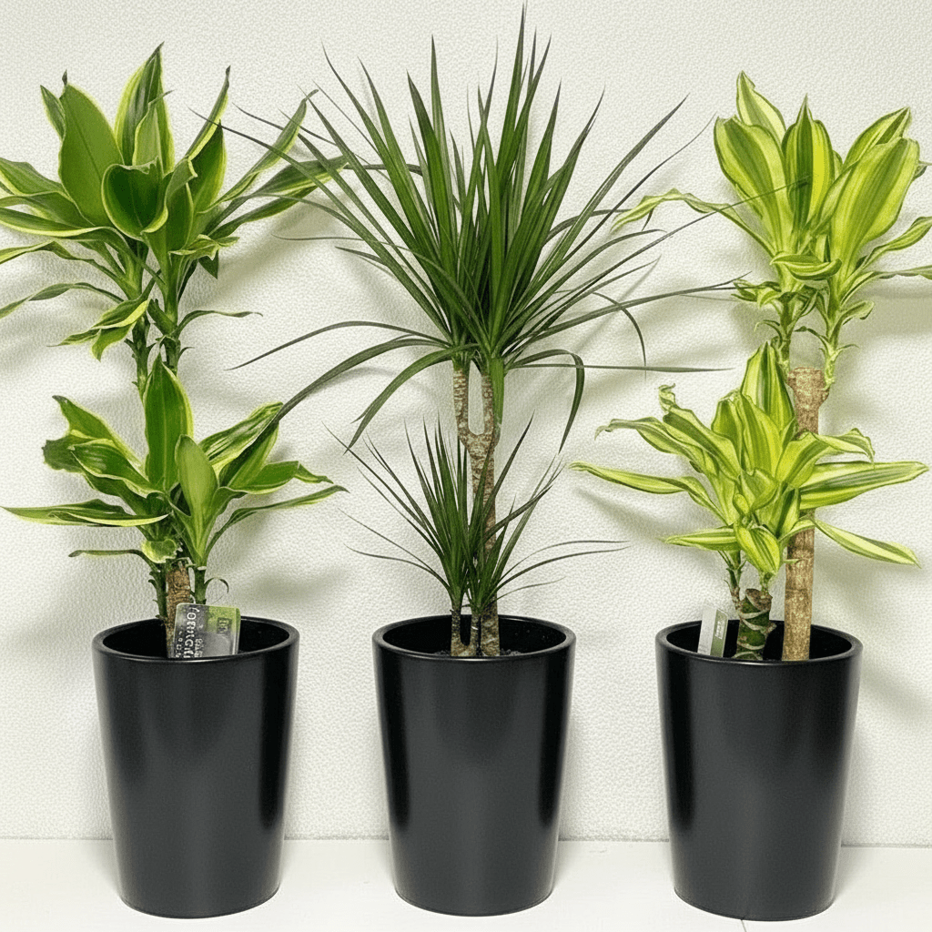 3 Dracena Plants Set / Dracena Trio Bundle 80 - 100cm in Ceramic Pot - Greensouq -