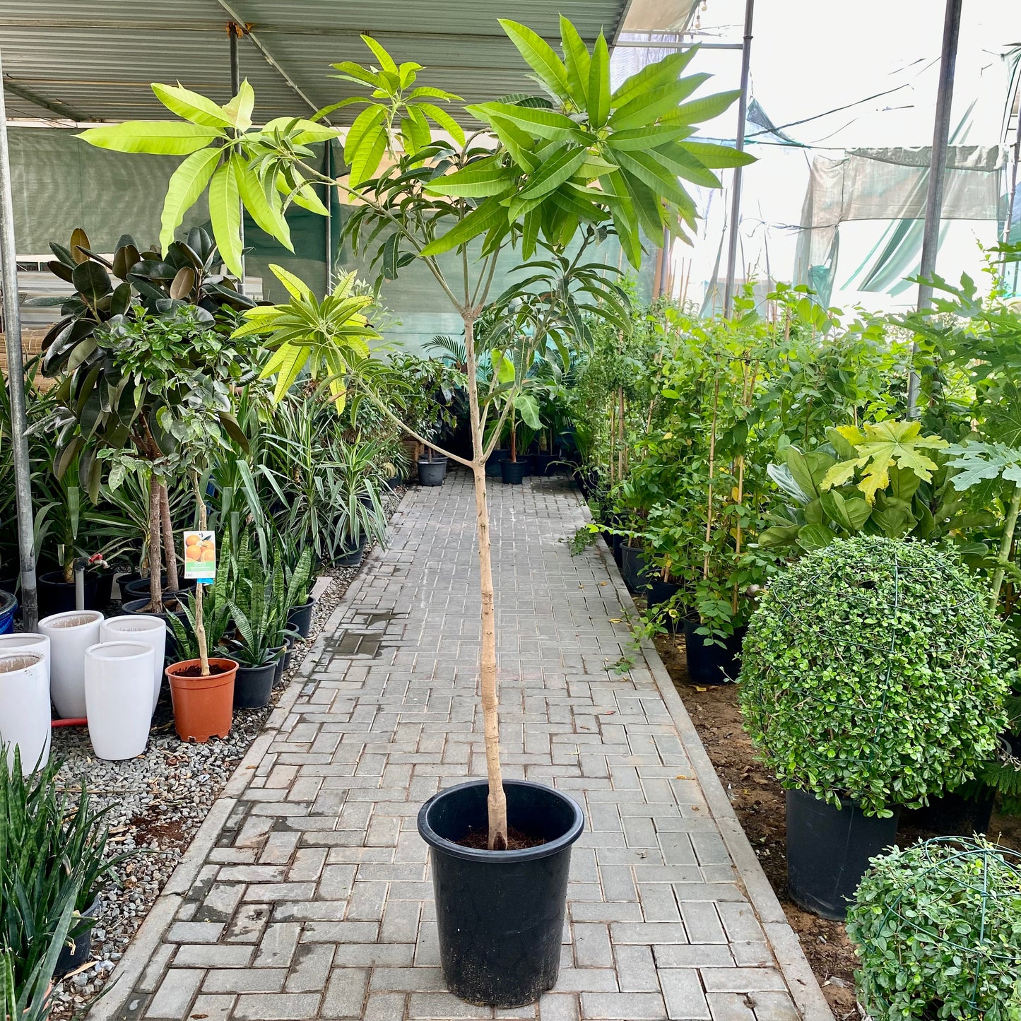 Mango Plant "Sindhri Pakistan" One of The World's Best Mangoes
