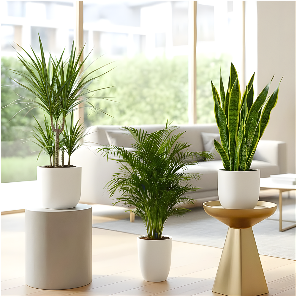 Tall Plants Bundle (Snake Plant, Areca Palm Holland, Dracaena Marginata) in White Ceramic Pot