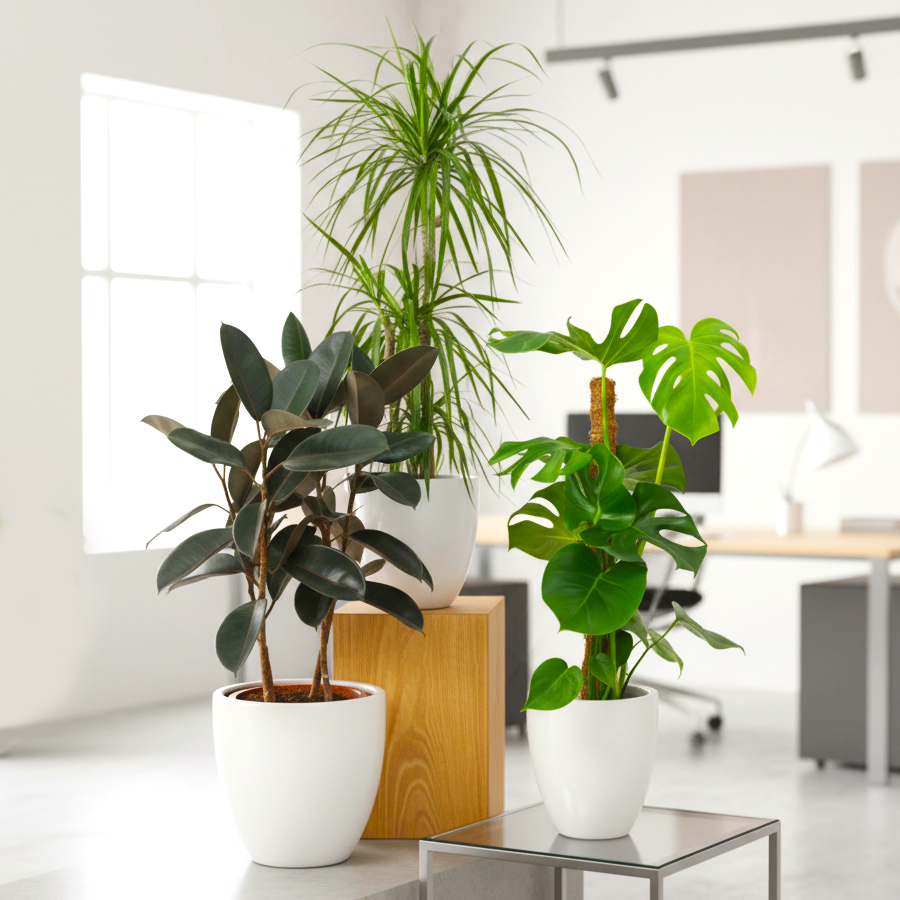 Urban Jungle Plants Bundle in White Pot (Monstera, Ficus, Dracaena)