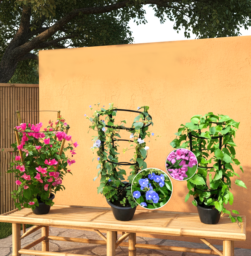 3x Summer Climbers Set 1x Bougainvillea Plant 1x Sky Blue Cluster Vine 1x Coral Vine Plant