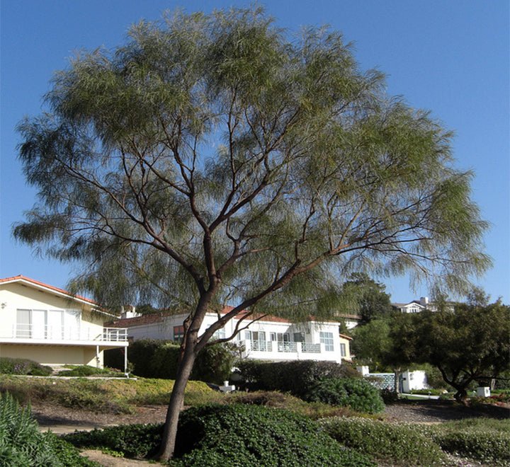 Acacia stenophylla, The Shoestring Acacia 1.4 - 1.8m - Greensouq -