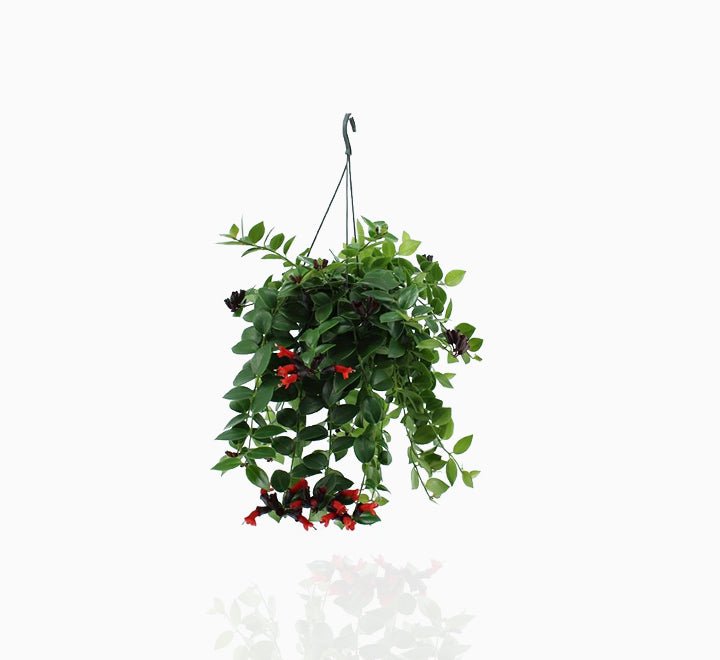 Aeschynanthus or Mona Lisa - Greensouq -
