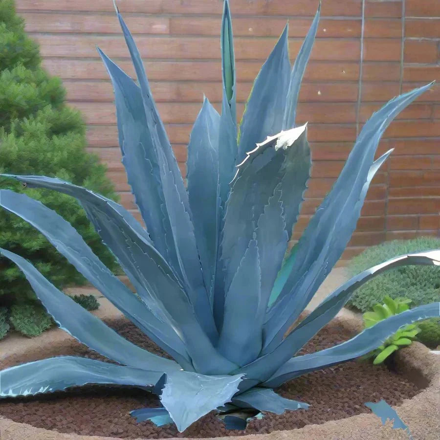 Agave Americana Dark Green or Century Plant - Greensouq -