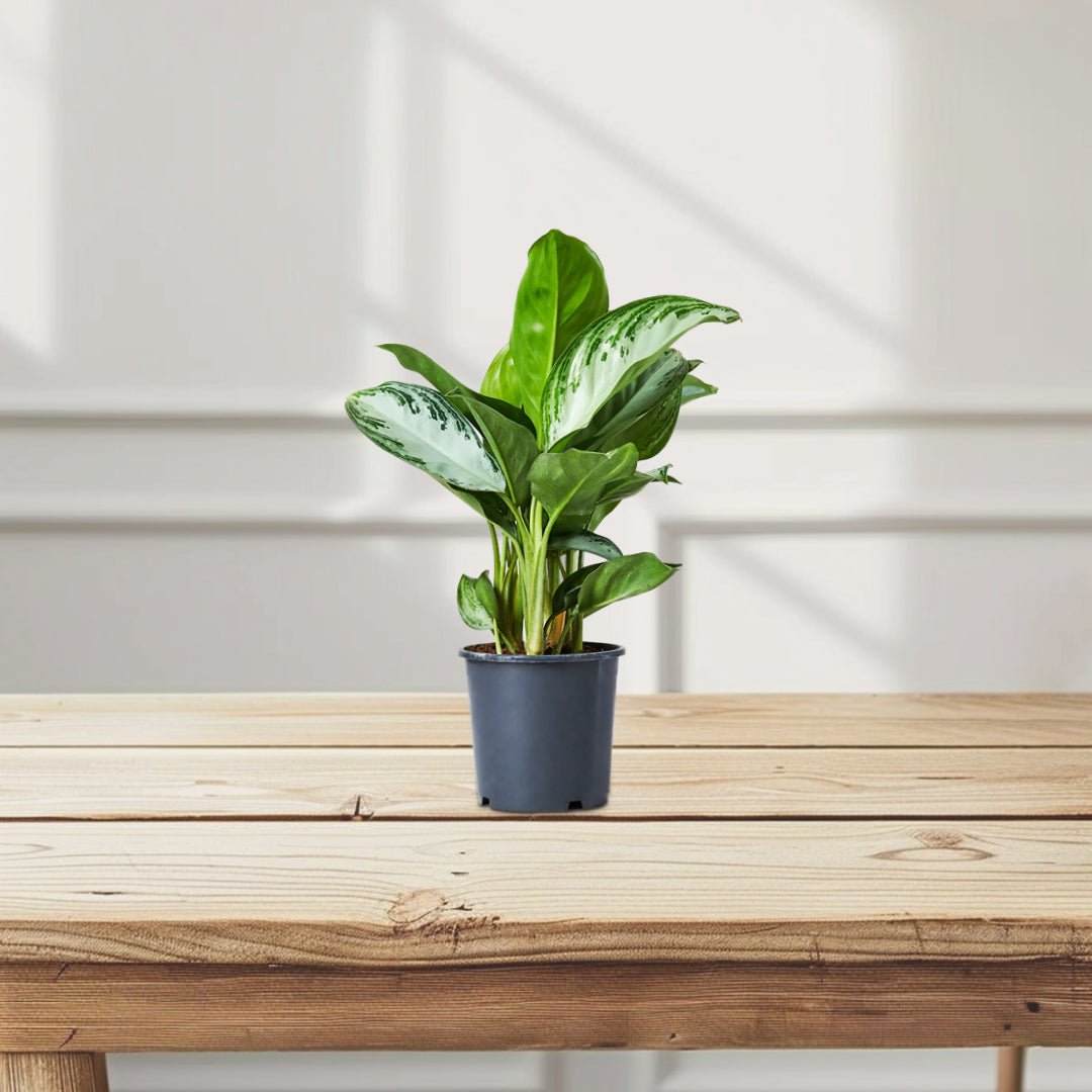 Aglaonema Pattaya Beauty - Greensouq -