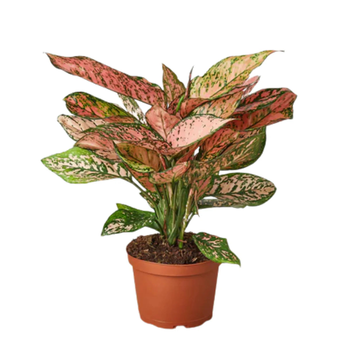 Aglonema sp ( Lady Valentine) - Greensouq -