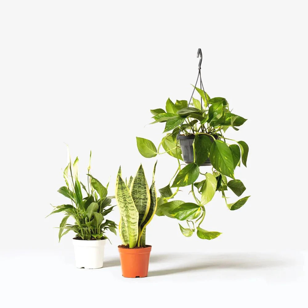 Air - Purifying Indoor Plant Trio| Beginner's starter Kit (Peace Lily 30 - 40cm, Snake Plant 25 - 35cm & Variegated Money Plant 10 - 20cm) - Greensouq -
