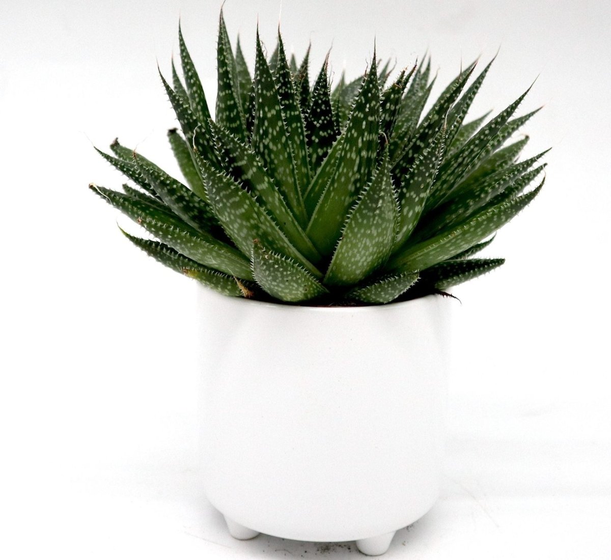 Aloe aristata | Aristaloe Aristata | Lace Aloe Succulent or Torch Plant 10 - 15cm - Greensouq -