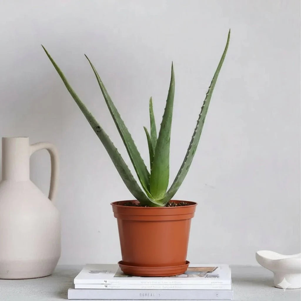 Aloe vera "Indoor" or Medicina Aloe 25 - 30cm الألوة فيرا - Greensouq -