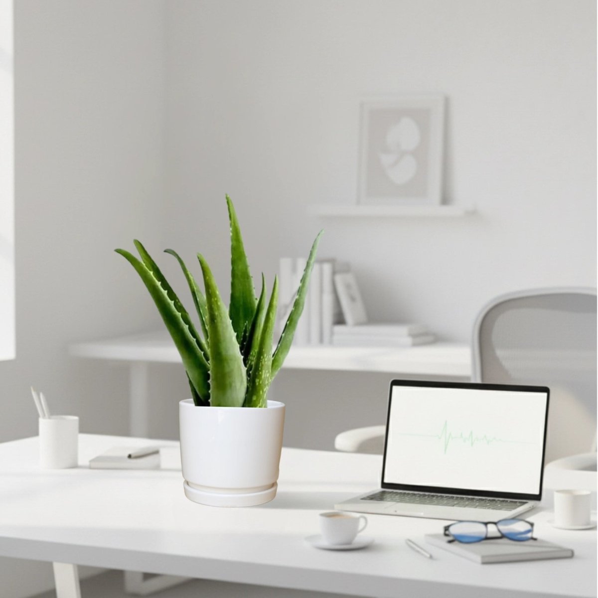 Aloe vera "Indoor" or Medicina Aloe 25 - 30cm الألوة فيرا in Ceramic Pot - Greensouq -