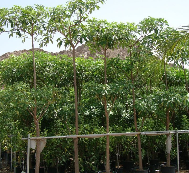 Alstonia Scholaris, Indian Pulai, White Cheesewood 3.0 - 3.5m - Greensouq -