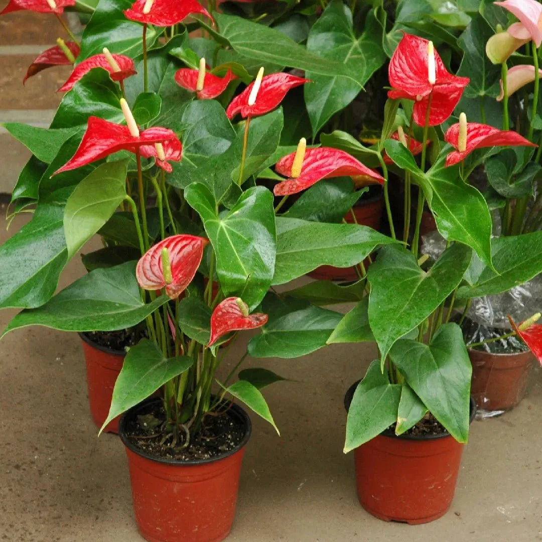 Andreanum or The Flamingo Flower - Greensouq -
