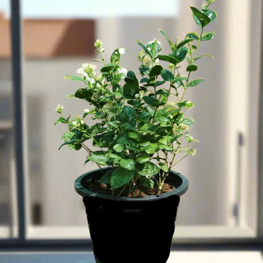 Arabian Jasmine Motia "Jasminum Sambac" - Greensouq -