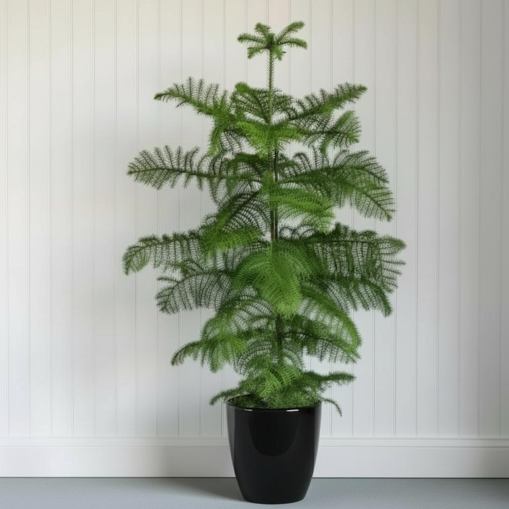 Araucaria Heterophylla Indoor "Norfolk Island Pine" - Greensouq -