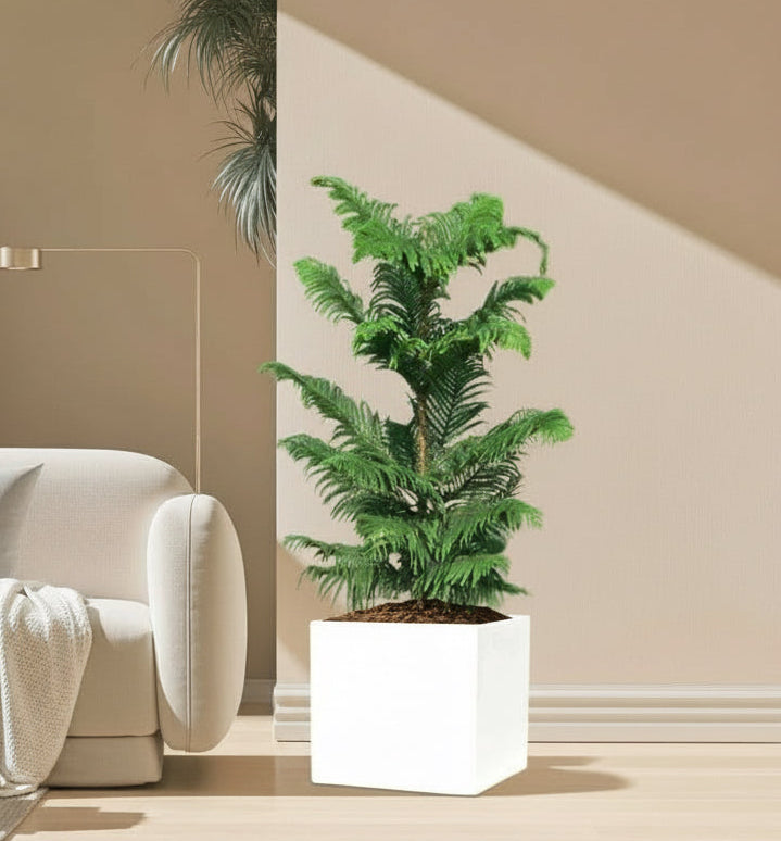 Araucaria Heterophylla Indoor "Norfolk Island Pine" in Grp Square Pot 40x40 - Greensouq -