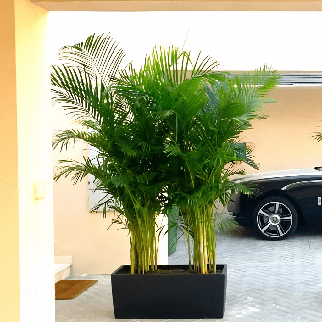 Areca Palm 1.2 - 1.5m Outdoor in Fiber Glass Pot (GRP) (70x30x30) - Greensouq -
