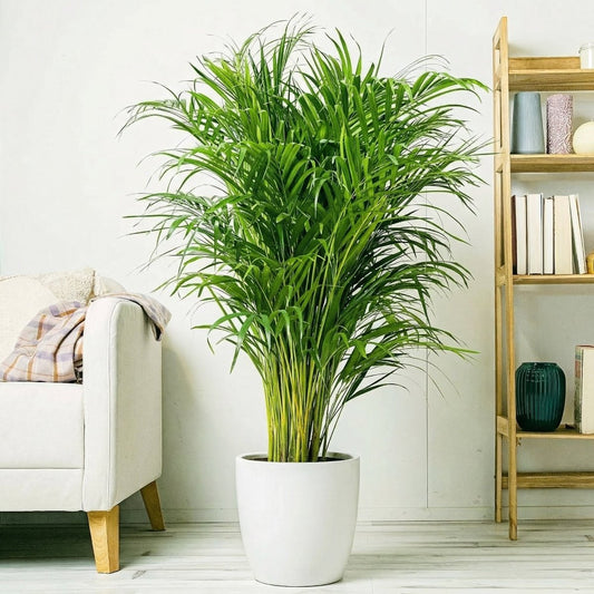 Areca Palm Holland or Chrysalidocarpus Lutescens - Greensouq -