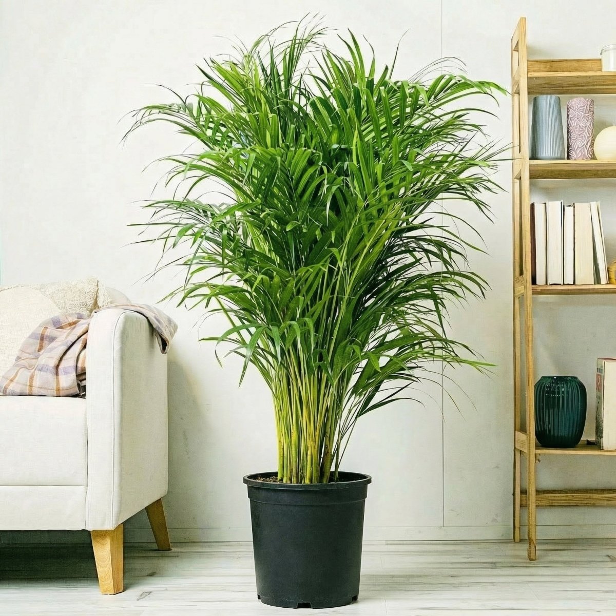 Areca Palm Holland or Chrysalidocarpus Lutescens - Greensouq -