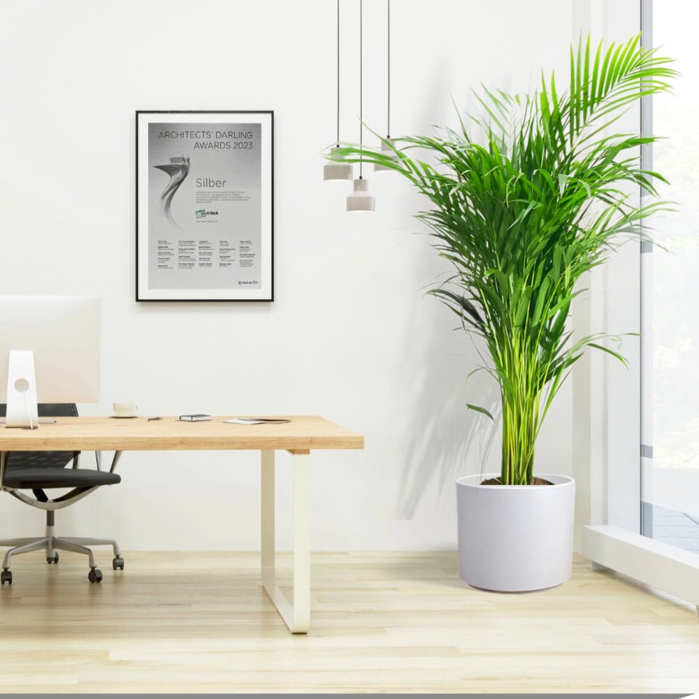 Areca Palm Holland or Chrysalidocarpus Lutescens - Greensouq -