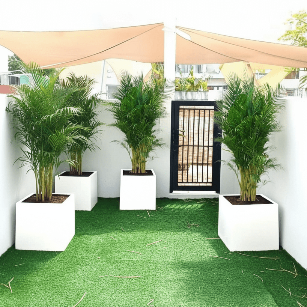 Areca Palm in Grp 40x40 White Square Pot 1.5 - 2.0m (outdoor) - Greensouq -