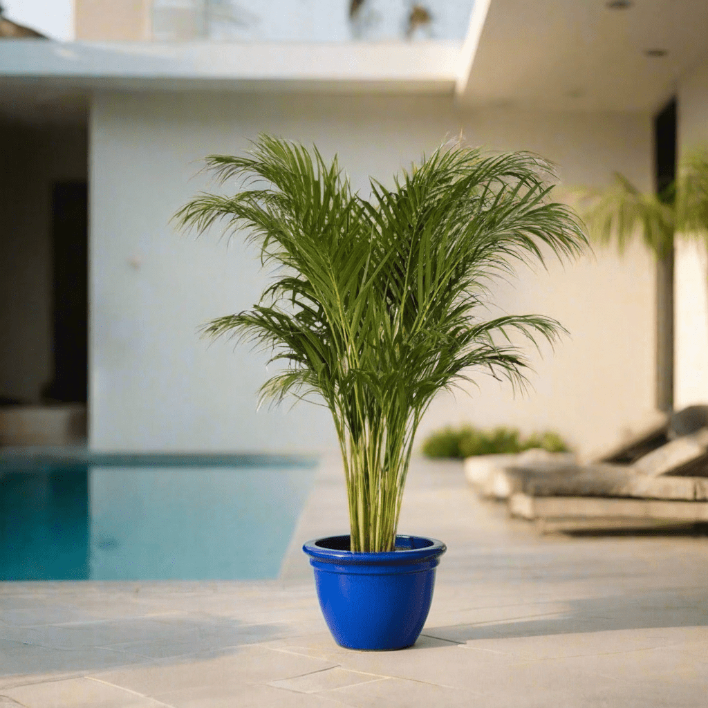 Areca palm Outdoor | Chrysalidocarpus lutescens | فراشة النخيل - Greensouq -