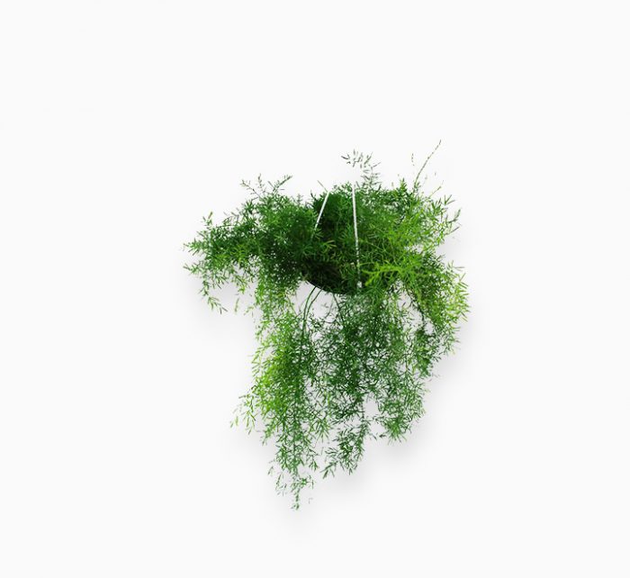 Asparagus Hanging - Greensouq -