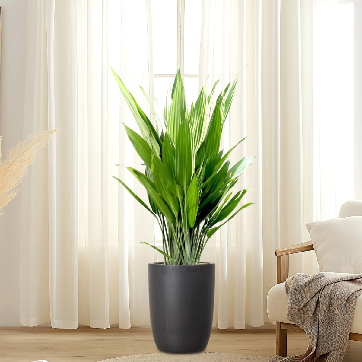 Aspiradas | Aspidistras Indoor Plant | Cast Iron Plant 0.8 - 1.0m - Greensouq -