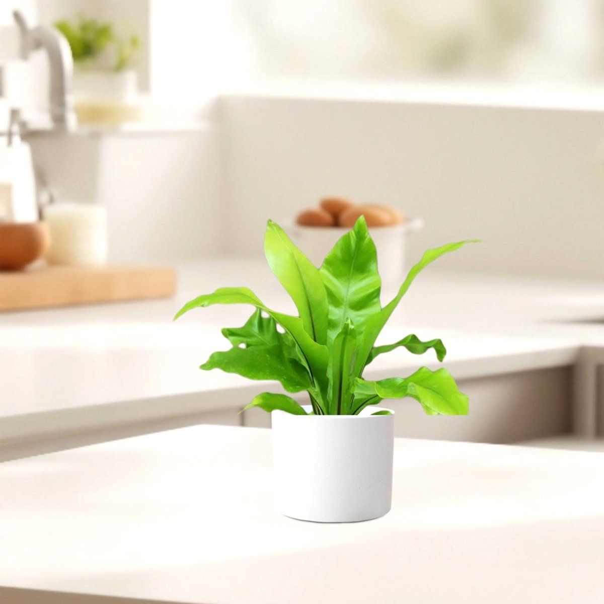 Asplenium Nidus or Bird's Nest Fern 30 - 40cm spread - Greensouq -