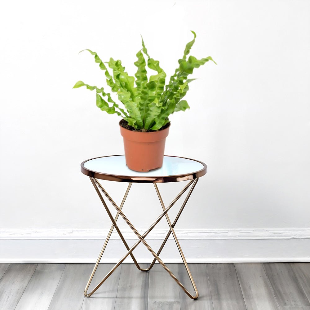 Asplenium Nidus or Bird's Nest Fern 50 - 60cm spread - Greensouq -