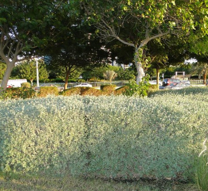 Atriplex Halimus Or Salt Bush - Greensouq -