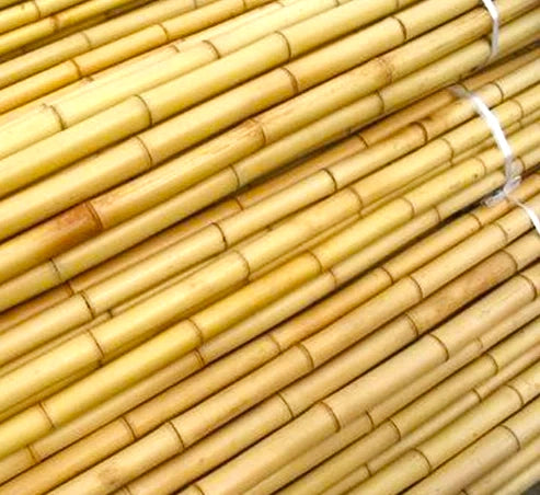 Bamboo Stick (15-30mmDia) | Dubai Garden Supplies!