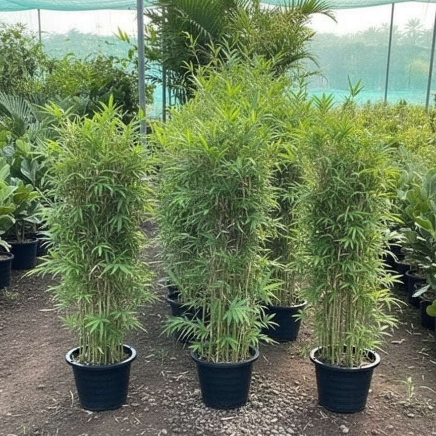 Bambusa Multiplex "Chinese Dwarf Bamboo" 1.2 - 1.5m overall height - Greensouq -