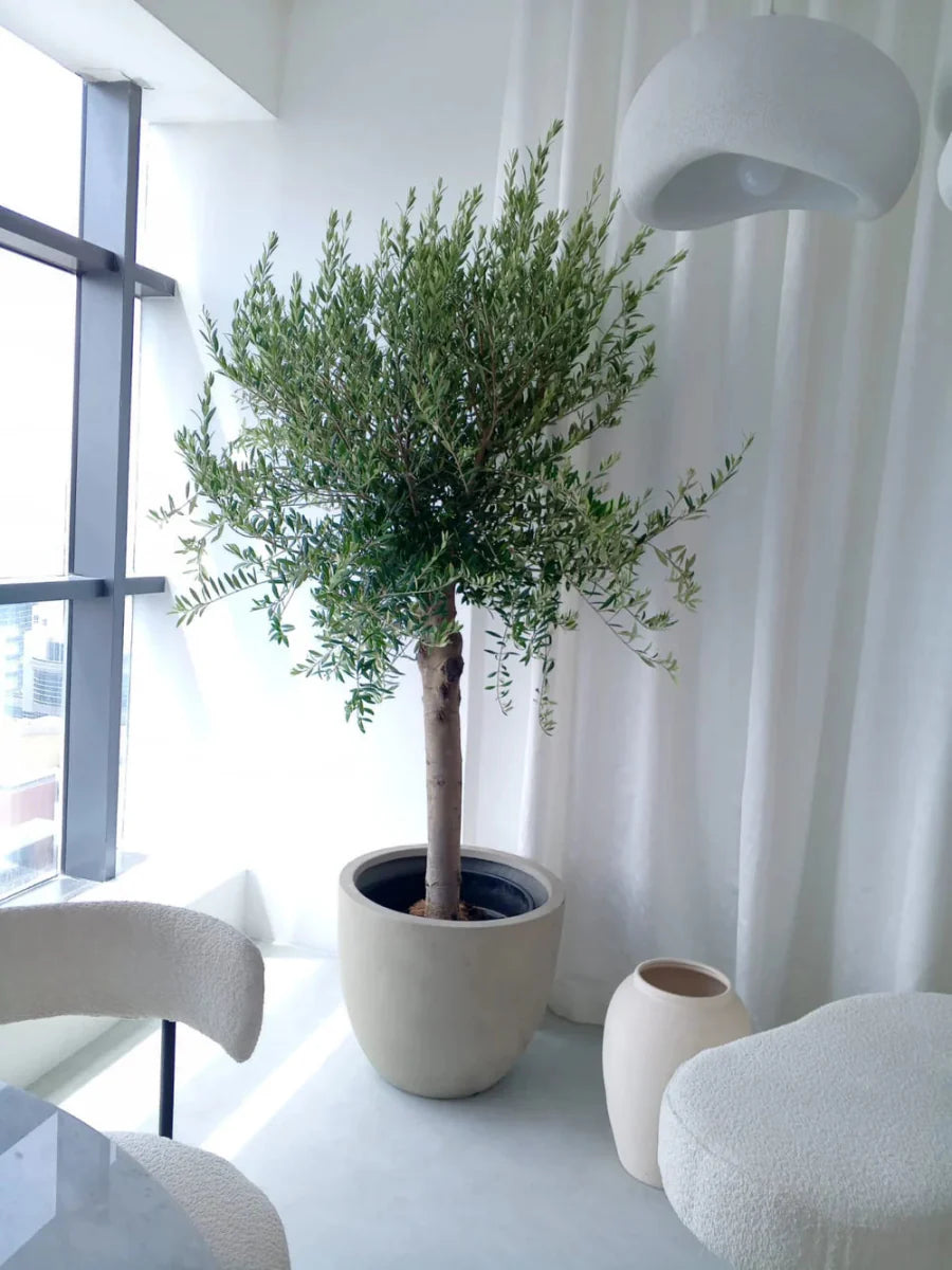 Big Olive 1.5 to 2m Rolled Rim Pot 58x43Greensouq Special شجرة زيتون - Greensouq -