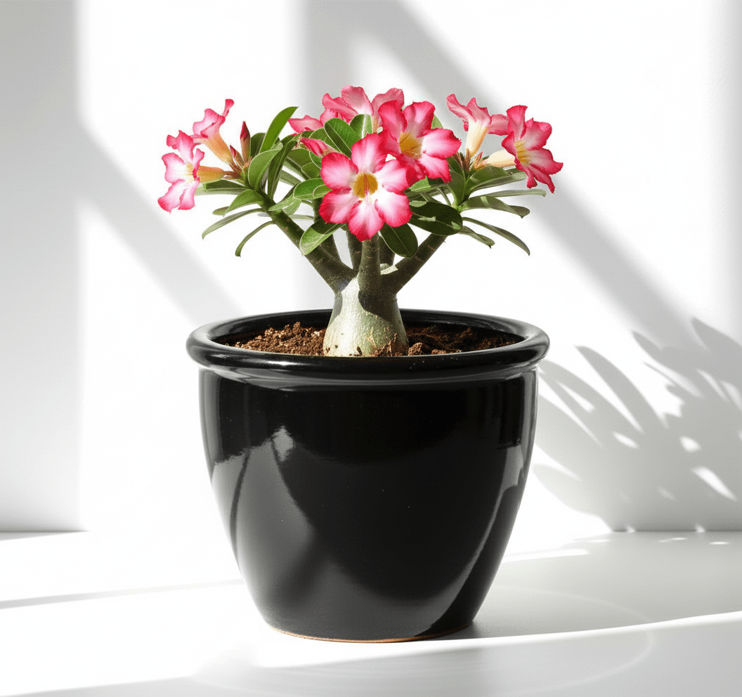 Black Rolled Rim Pot Outdoor Ceramic Pot ,Garden Pots - Greensouq -