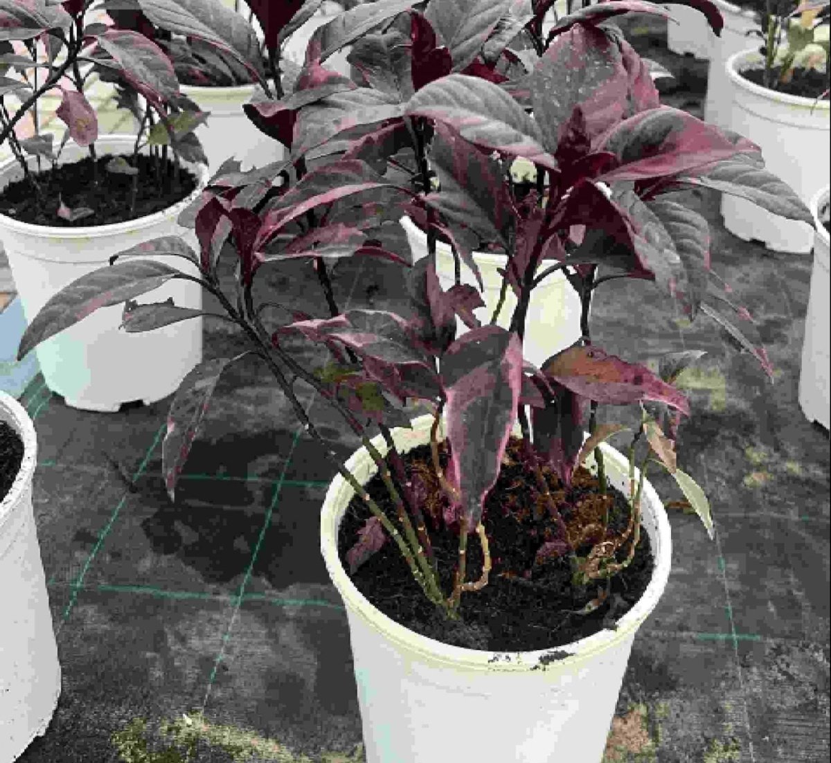 Black varnish Tricolor "Pseuderanthemum" - Greensouq -