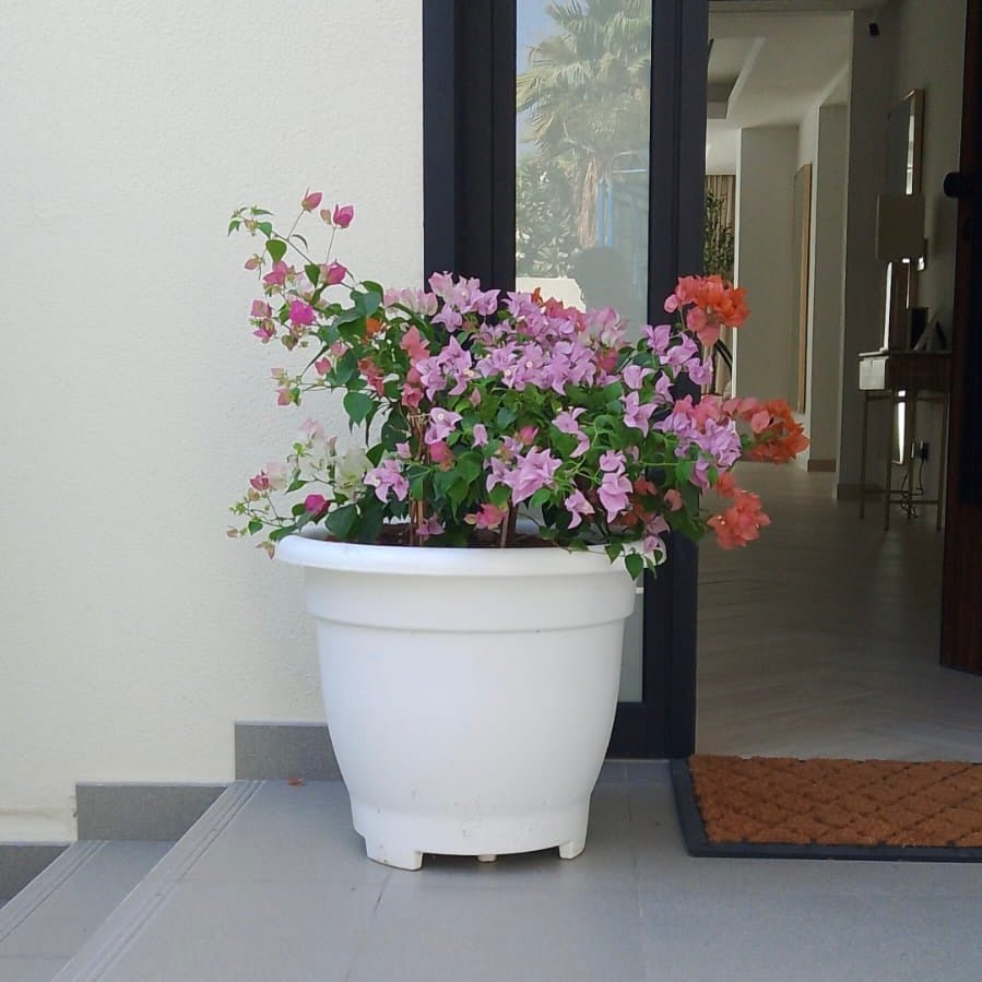 Bougainvillea Orange Mix in 20" Cosmoplast Round Pot - Greensouq -