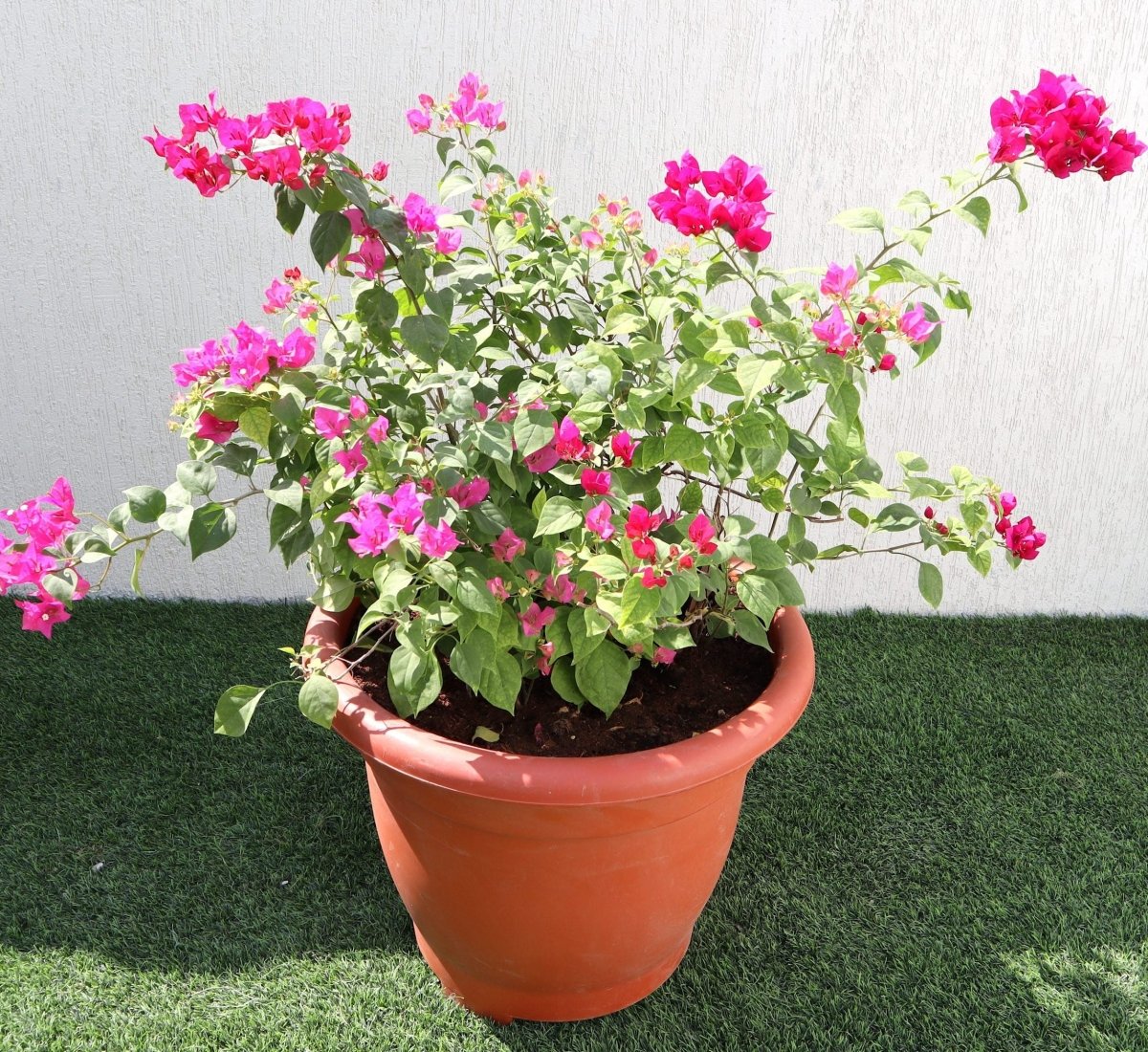 Bougainvillea Pink in 20" Cosmoplast Round Pot - Greensouq -