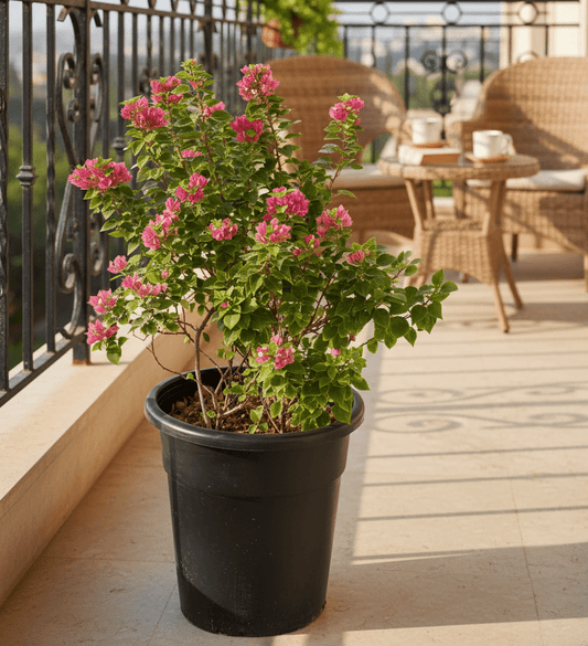 Bougainvillea "Pink Pixie" - Greensouq -