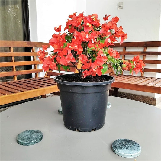 Bougainvillea Red 0.5 - 0.7m - Greensouq -