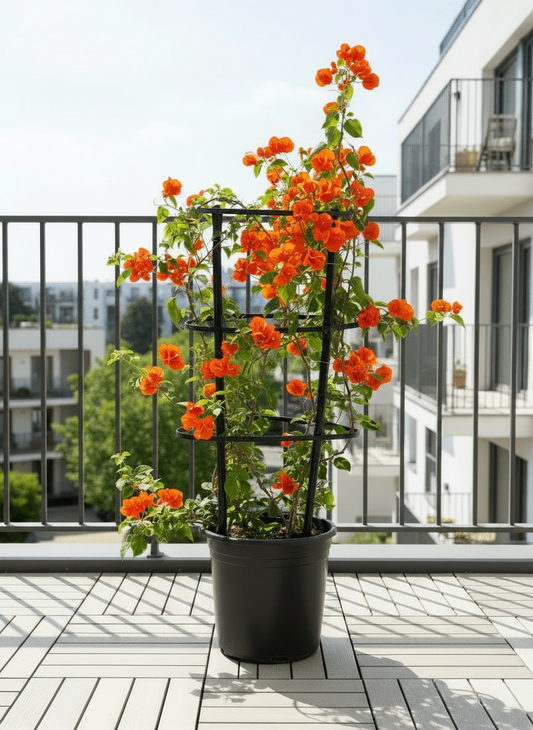 Bougainvillea Spectabilis “30 to 160cm” Orange - Greensouq -