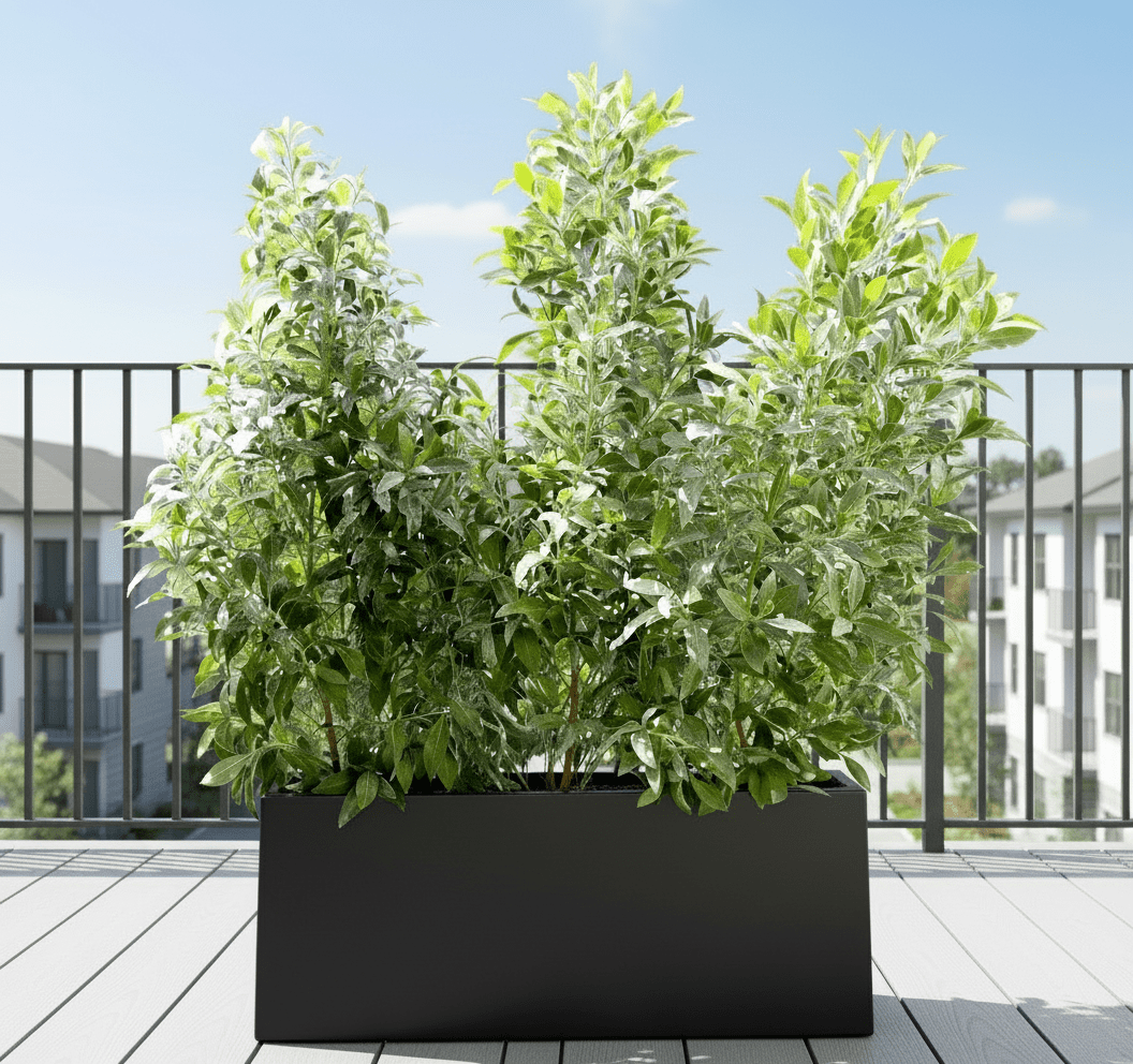 Buttonwood Plant / 3 Conocarpus erectus Sericeus 1.0 - 1.2m in Grp Planter (70 - 30 - 30) - Greensouq -