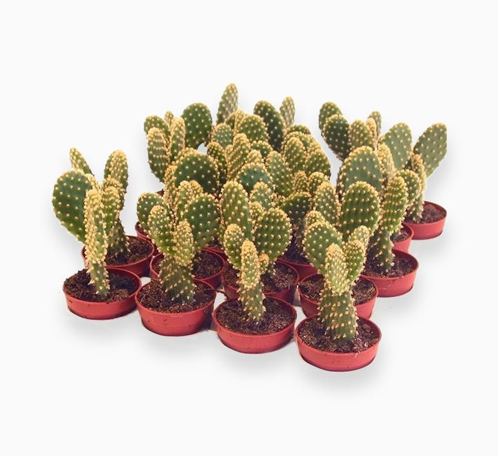 Cactus Opuntia or Bunny Ears 5 - 8cm - Greensouq -