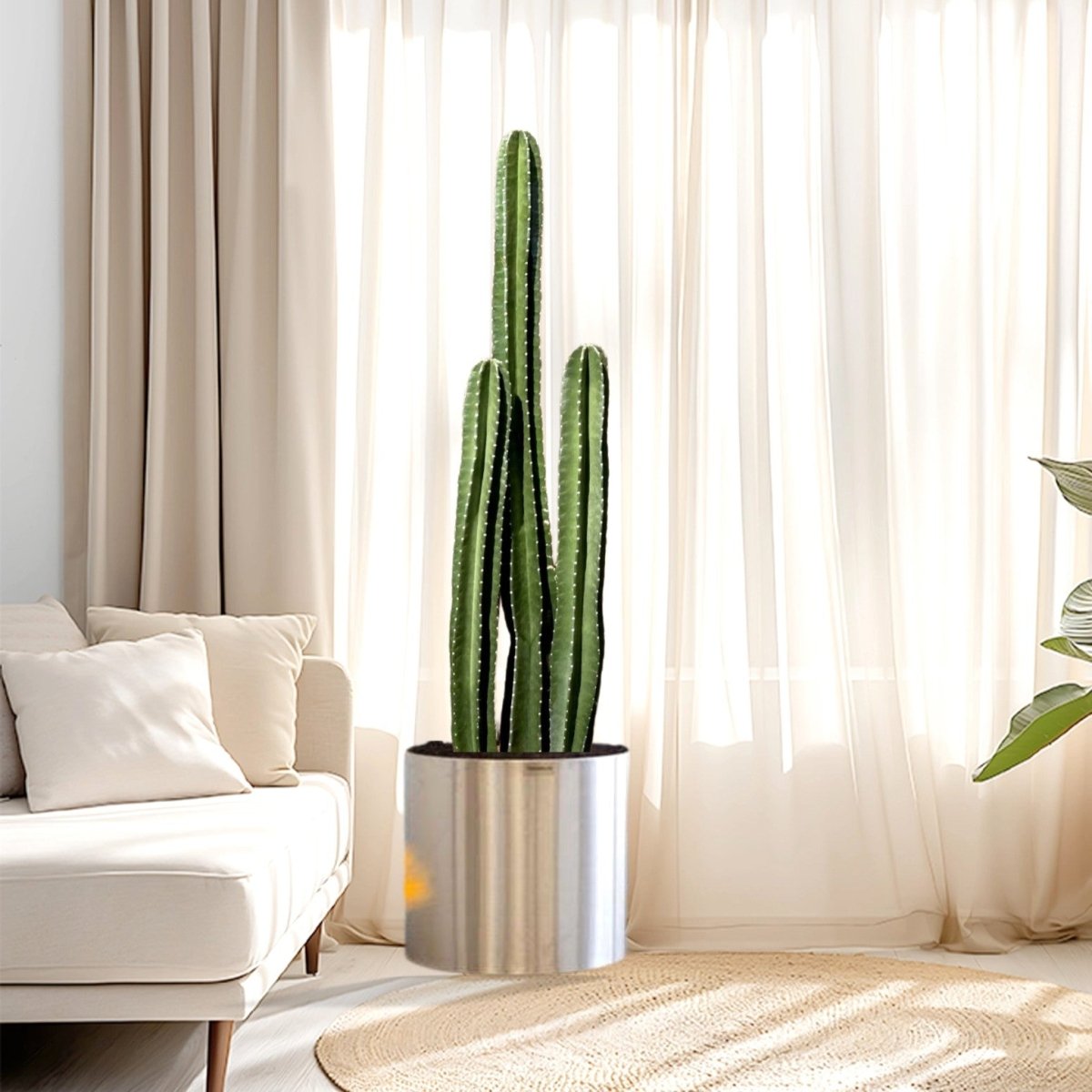 Cactus San Pedro (1.0 - 1.4m) in Stainless Steel Pot (35x35) - Greensouq -