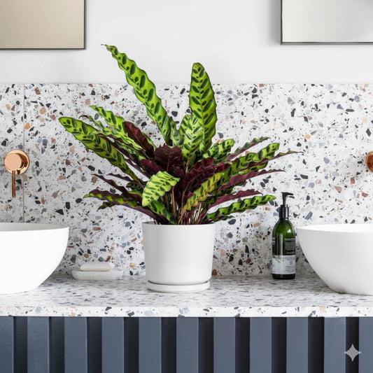 Calathea Lancifolia (Rattlesnake Plant) - 30cm - Greensouq -