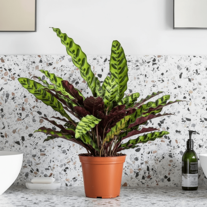 Calathea Lancifolia (Rattlesnake Plant) - 30cm - Greensouq -