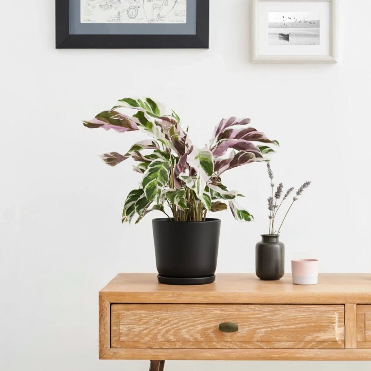 Calathea Leitzei "Fusion White" 25 - 30cm - Greensouq -