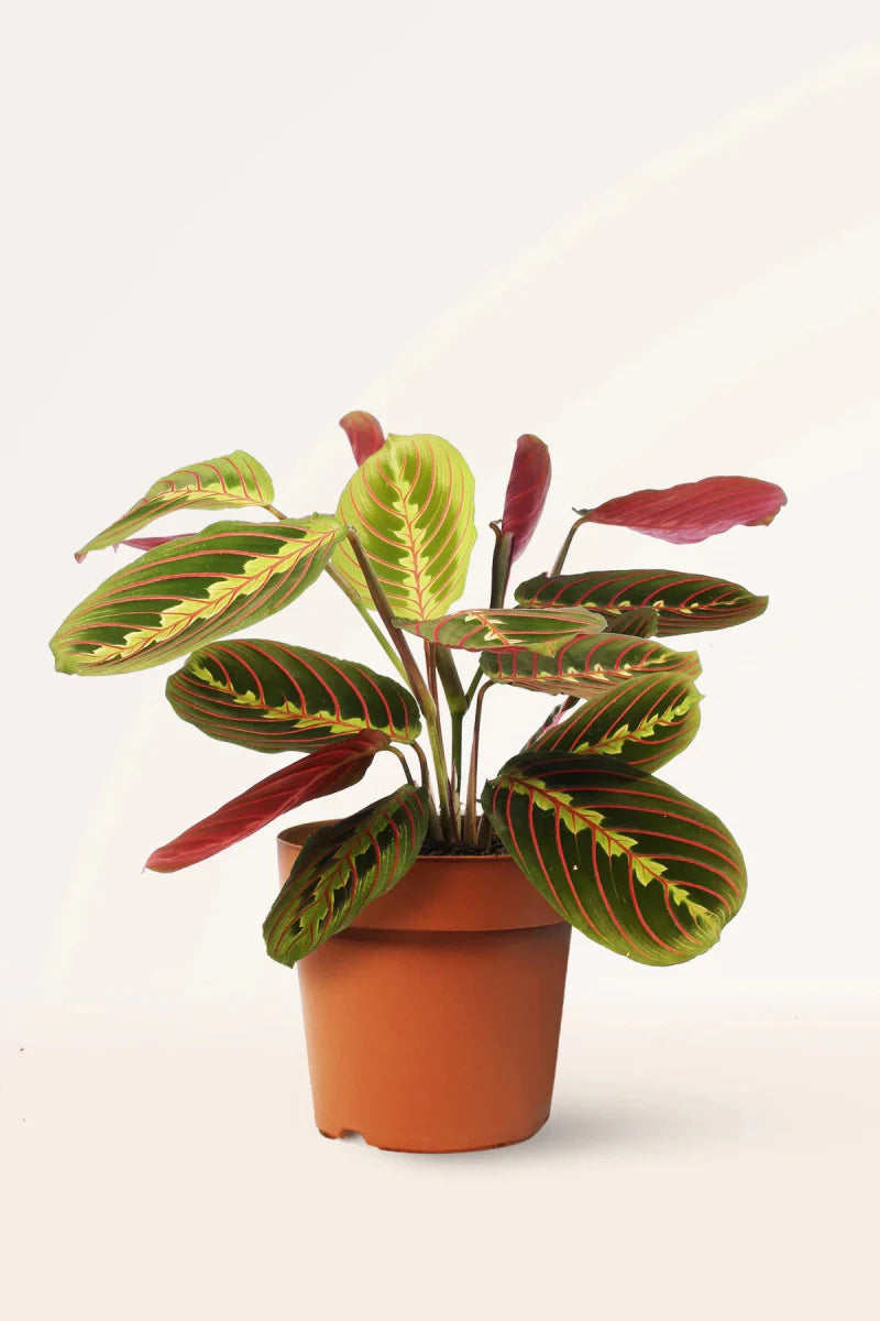 Calathea Prayer Plants - Greensouq -